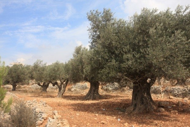 Adopt an Olive Tree in Palestine