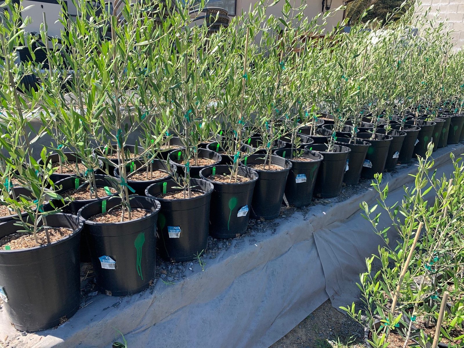 Adopt an Olive Tree in Palestine