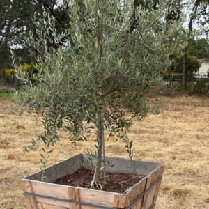 4 FT Box Olive Tree (Local Pickup Only)