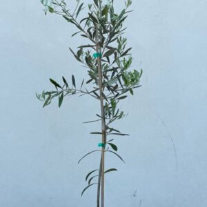 5 Gallon Olive Tree (Local Pickup Only)
